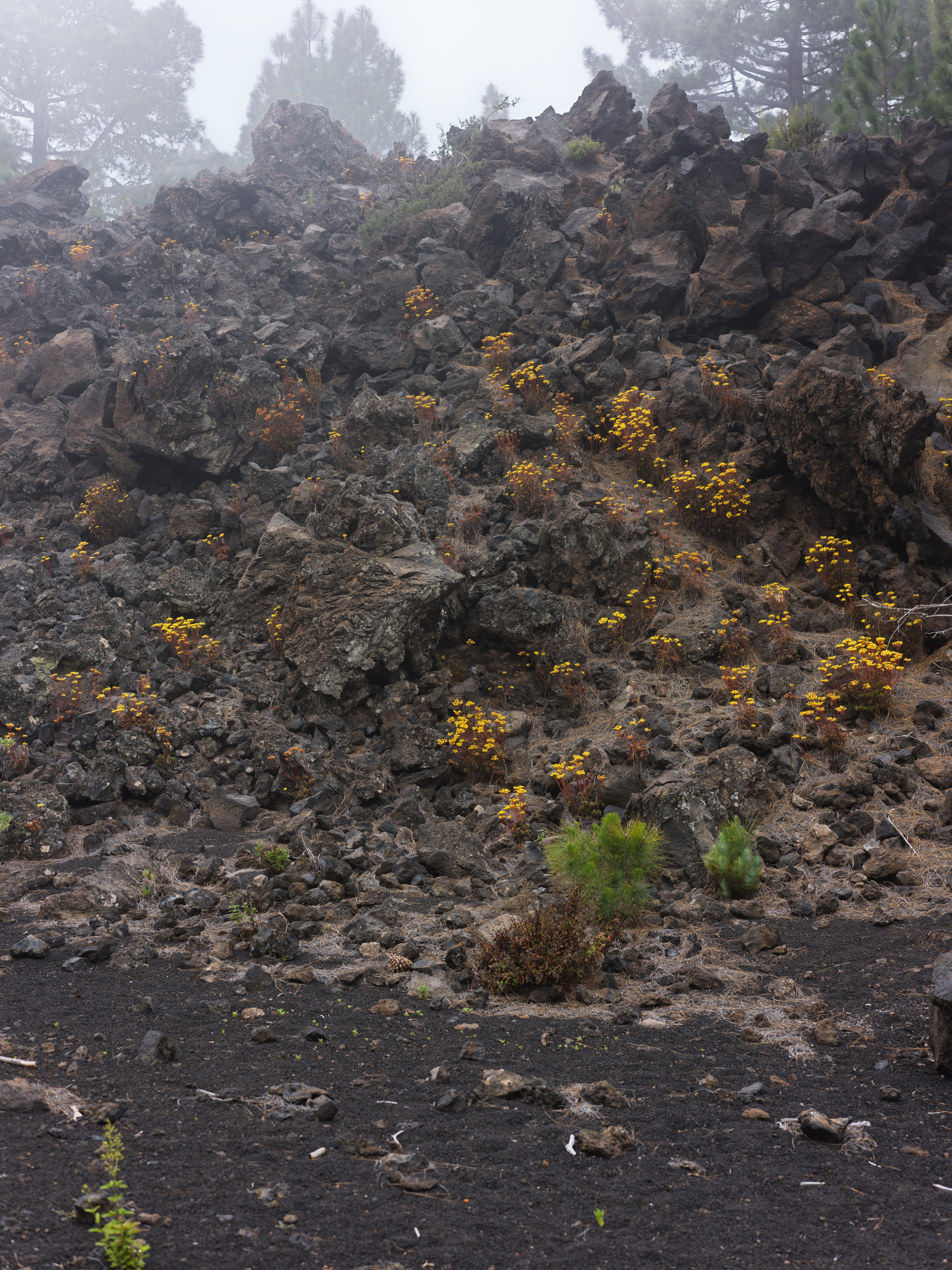 ee4748c3-7cfb-48ca-b39f-b45197bcd313