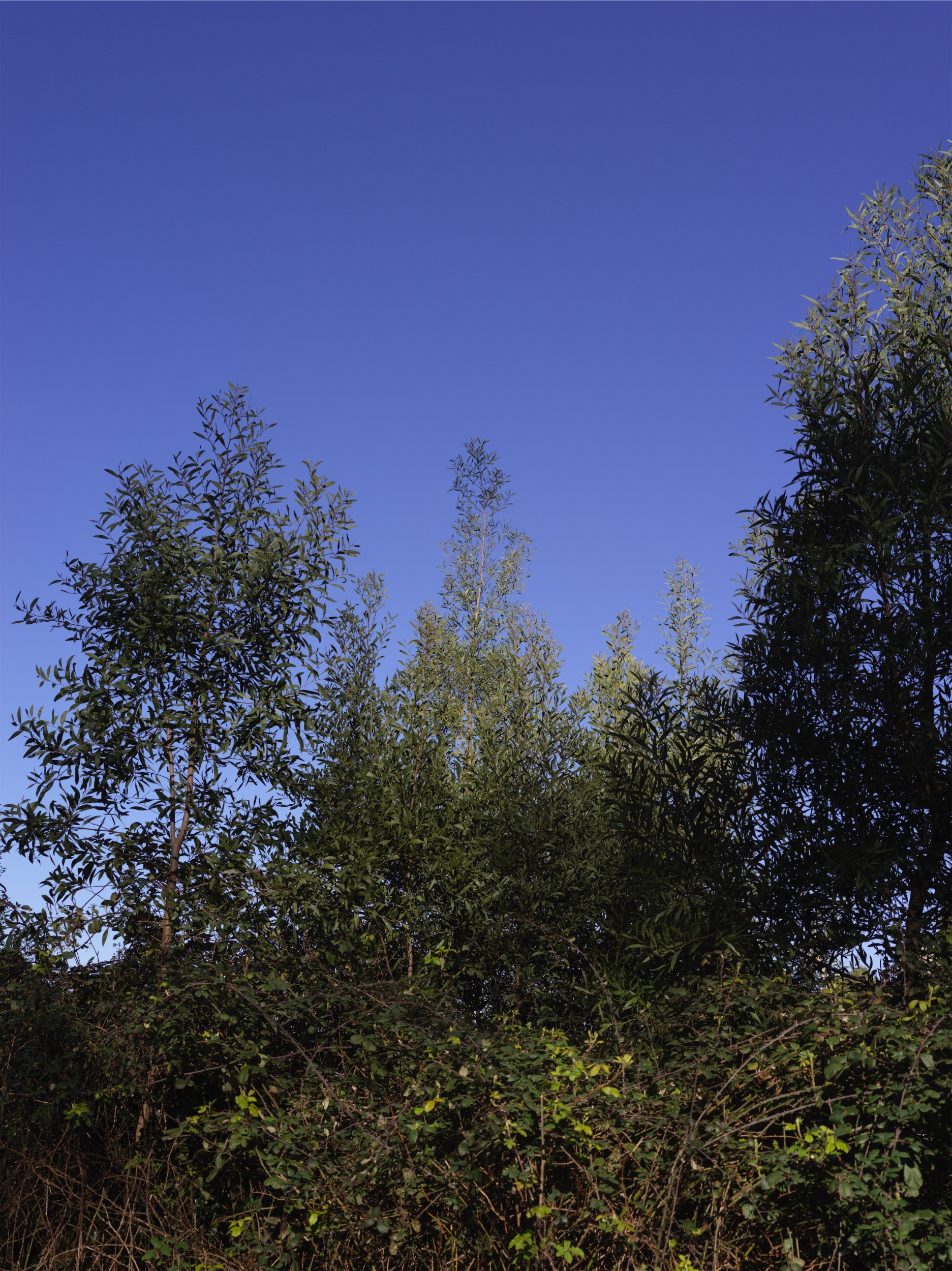 5aeb588b-a08e-4559-af6b-597189beff99